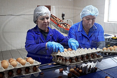 Около 78 тыс. яиц ежедневно. Как Гродненская птицефабрика подготовилась к Пасхе