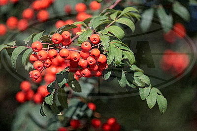 ФОТОХРОНИКА начинает новый информационный день