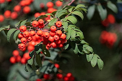 ФОТОХРОНИКА начинает новый информационный день