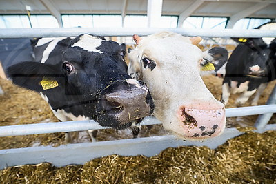 Новый МТК на 800 коров ввели в строй в Клецком районе