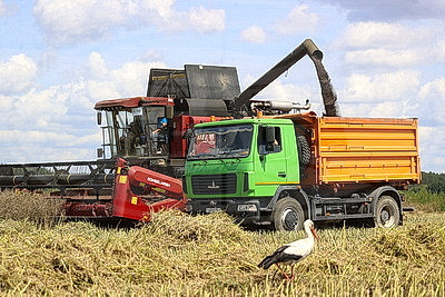 В Брестской области приступили к уборке рапса