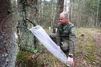 В Гродненской области ведется заготовка березового сока