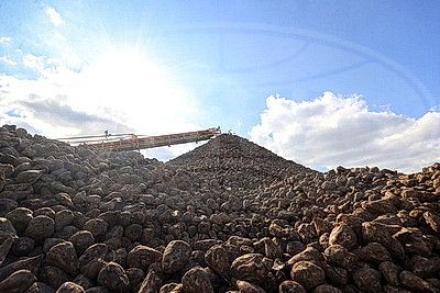 Жабинковский сахарный завод планирует получить около 150 тыс. тонн сахара из свеклы нового урожая