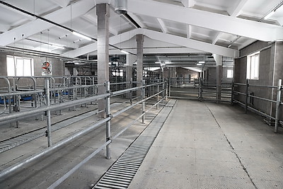 Обновленный молочно-товарный комплекс с уникальными конструкциями введен в строй в Петриковском районе