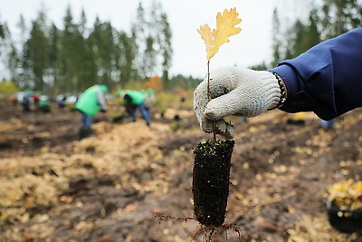 Молодой смешанный лес из более 4,5 тыс. растений высадили в Витебском районе на республиканском субботнике