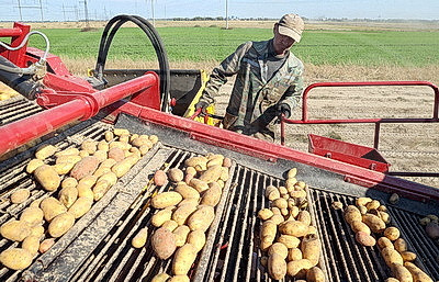 Активными темпами ведется уборка картофеля в Гомельском районе