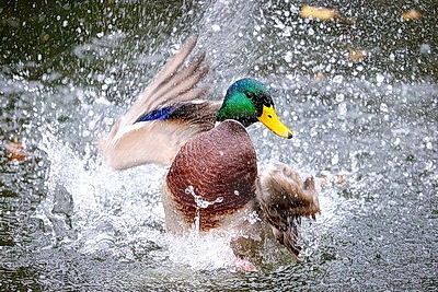 ФОТОХРОНИКА начинает новый информационный день