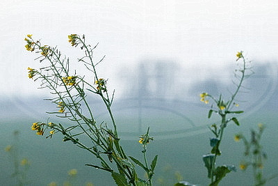 ФОТОХРОНИКА начинает новый информационный день