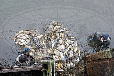 Осенью в рыбхозах пересаживают рыбу на зиму