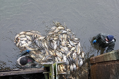 Осенью в рыбхозах пересаживают рыбу на зиму