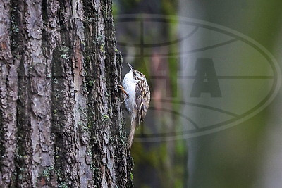 ФОТОХРОНИКА начинает новый информационный день