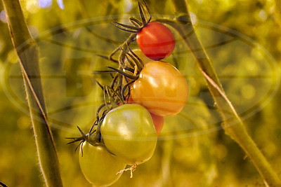 Томаты в межсезонье начал выращивать тепличный комбинат "Берестье"