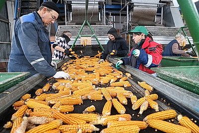 Более 500 тонн кукурузы ежедневно поступает на переработку на Мозырский кукурузокалибровочный завод