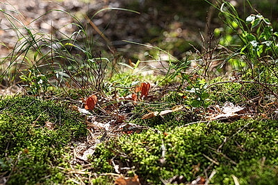 ФОТОХРОНИКА начинает новый информационный день