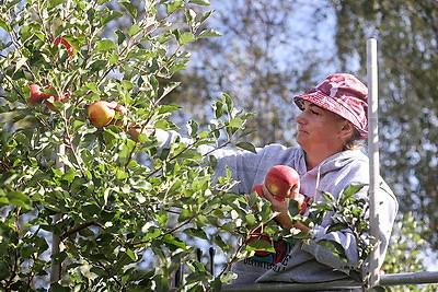 "Ежедневно собираем от 35 до 40 тонн". Каким выдался урожай яблок в СПК "Прогресс-Вертелишки"