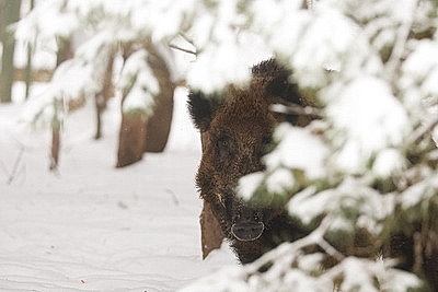 Зимний день в Березинском биосферном заповеднике