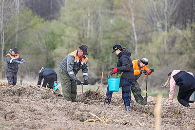 Молодой лес, обновленные улицы, цветники: Жировичи всем миром вышли на субботник