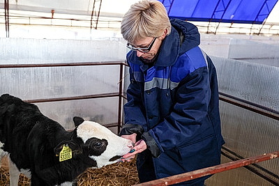 Условия региона, соблюдение технологий. Минсельхозпрод о подходах при строительстве профилакториев для телят
