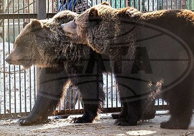 "Чувствуют себя хорошо". Медведицы из Витебского зоопарка вышли из зимней спячки