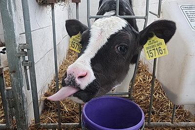 В тепле и с дополнительными порциями молока: как в Могилевской области содержат телят в морозы