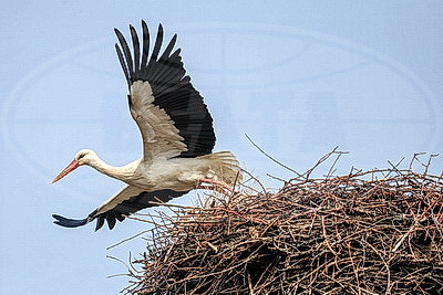 ФОТОХРОНИКА начинает новый информационный день