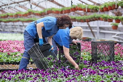 В Бресте собираются высадить миллион цветочных растений