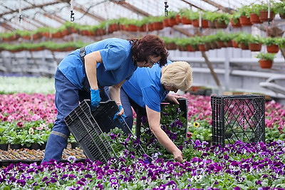 В Бресте собираются высадить миллион цветочных растений