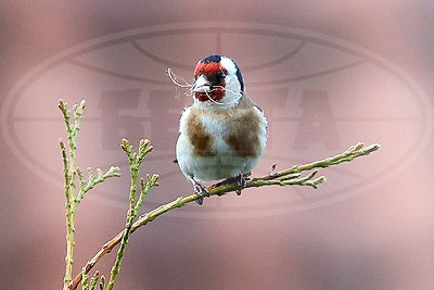 ФОТОХРОНИКА начинает новый информационный день