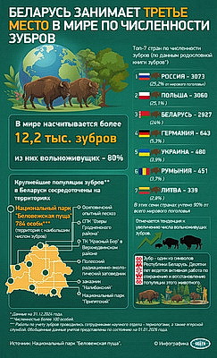 Инфографика. Беларусь занимает третье место в мире по численности зубров