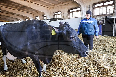 Более 130 тонн молока за жизнь и 55 литров в сутки! Необычная корова-долгожитель с нежной кличкой живет в Беларуси