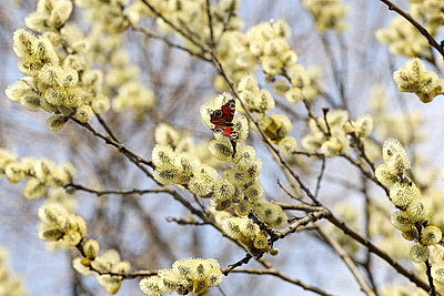 ФОТОХРОНИКА начинает новый информационный день