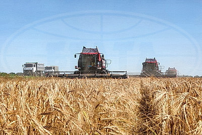 К массовой уборке озимого ячменя приступили в Белыничском районе