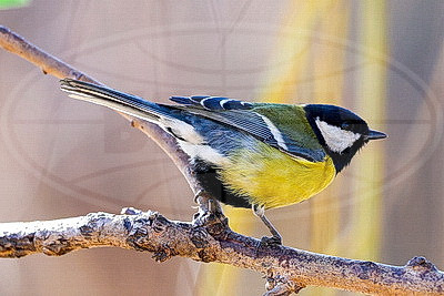 ФОТОХРОНИКА начинает новый информационный день