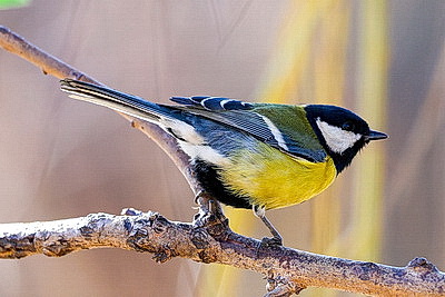 ФОТОХРОНИКА начинает новый информационный день