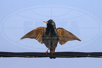 ФОТОХРОНИКА начинает новый информационный день