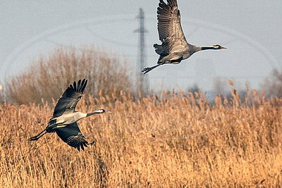 Перелетные птицы массово возвращаются в Беларусь