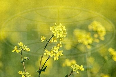 Рапс зацвел на юге Брестской области