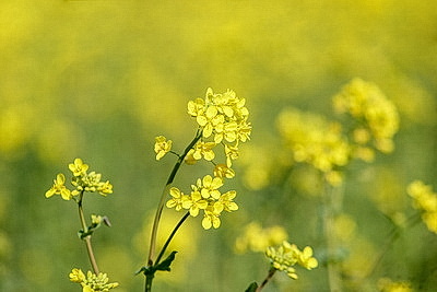 Рапс зацвел на юге Брестской области