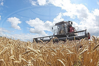 Аграрии Гомельской области ведут жатву
