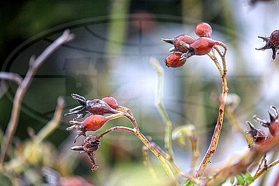 Стеклянный дождь в Гродно