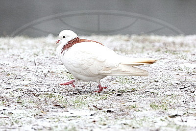 ФОТОХРОНИКА начинает новый информационный день