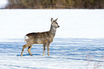 ФОТОХРОНИКА начинает новый информационный день