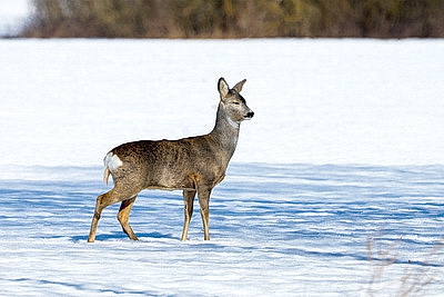 ФОТОХРОНИКА начинает новый информационный день