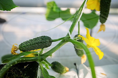 В Столинском районе созревает второй урожай огурцов в теплице