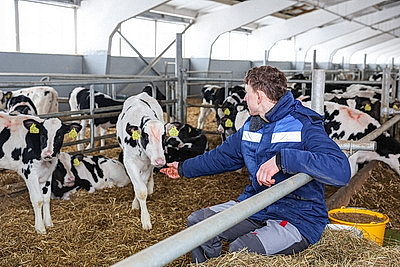 В Минской области в 2026 году планируют построить 111 профилакториев на 20 тыс. телят