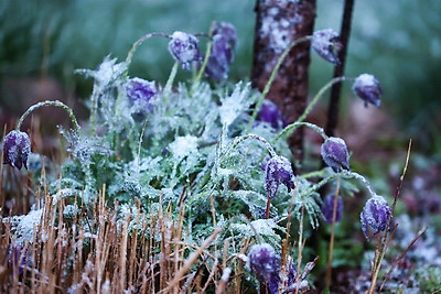 Мокрый снег выпал в Гродно и Бресте