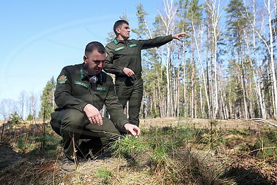 Что делают в Минской области для снижения количества ДТП с дикими животными