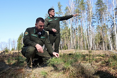 Что делают в Минской области для снижения количества ДТП с дикими животными