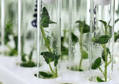 Новые сорта картофеля выращивают в Витебском зональном институте сельского хозяйства