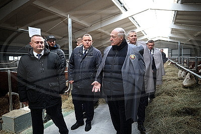 Лукашенко ознакомился с развитием мясного скотоводства и молочной отрасли
